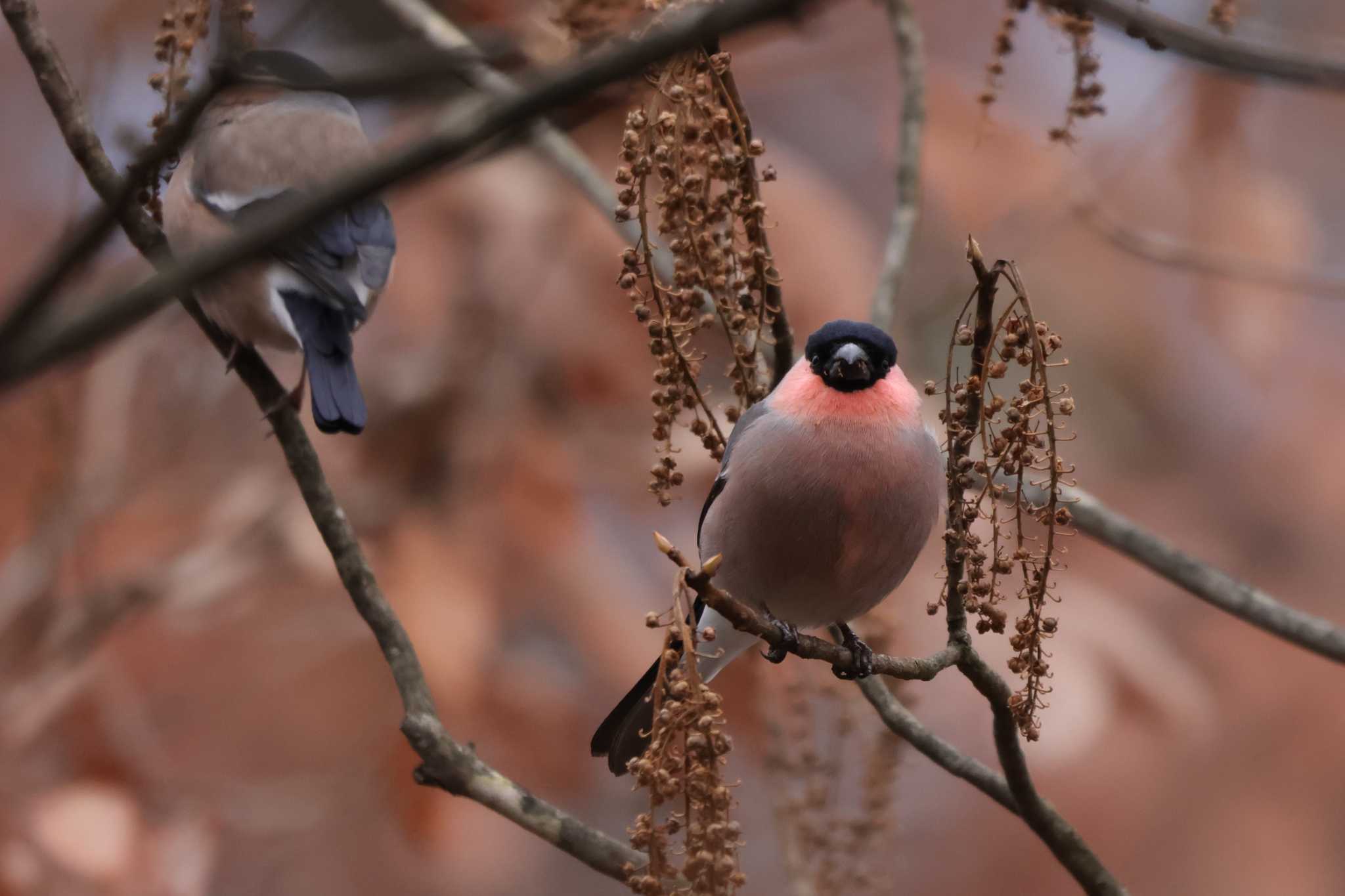 Eurasian Bullfinch(rosacea)