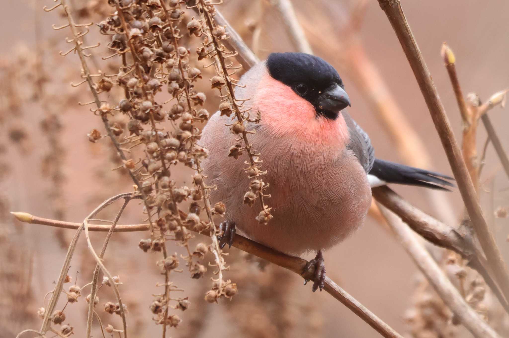 Eurasian Bullfinch(rosacea)