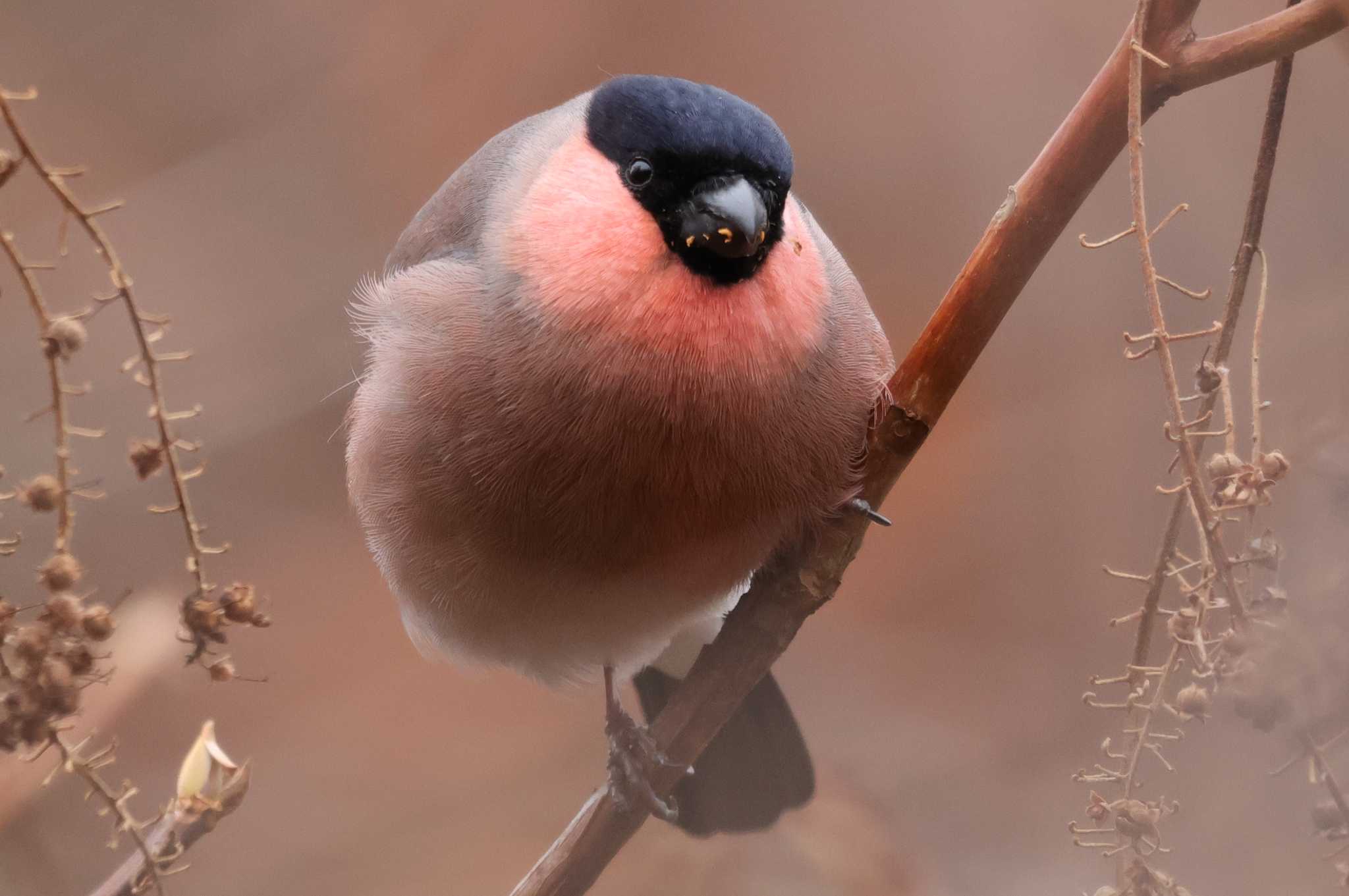 Eurasian Bullfinch(rosacea)