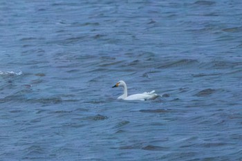 コハクチョウ 鳥屋野潟 2023年12月3日(日)