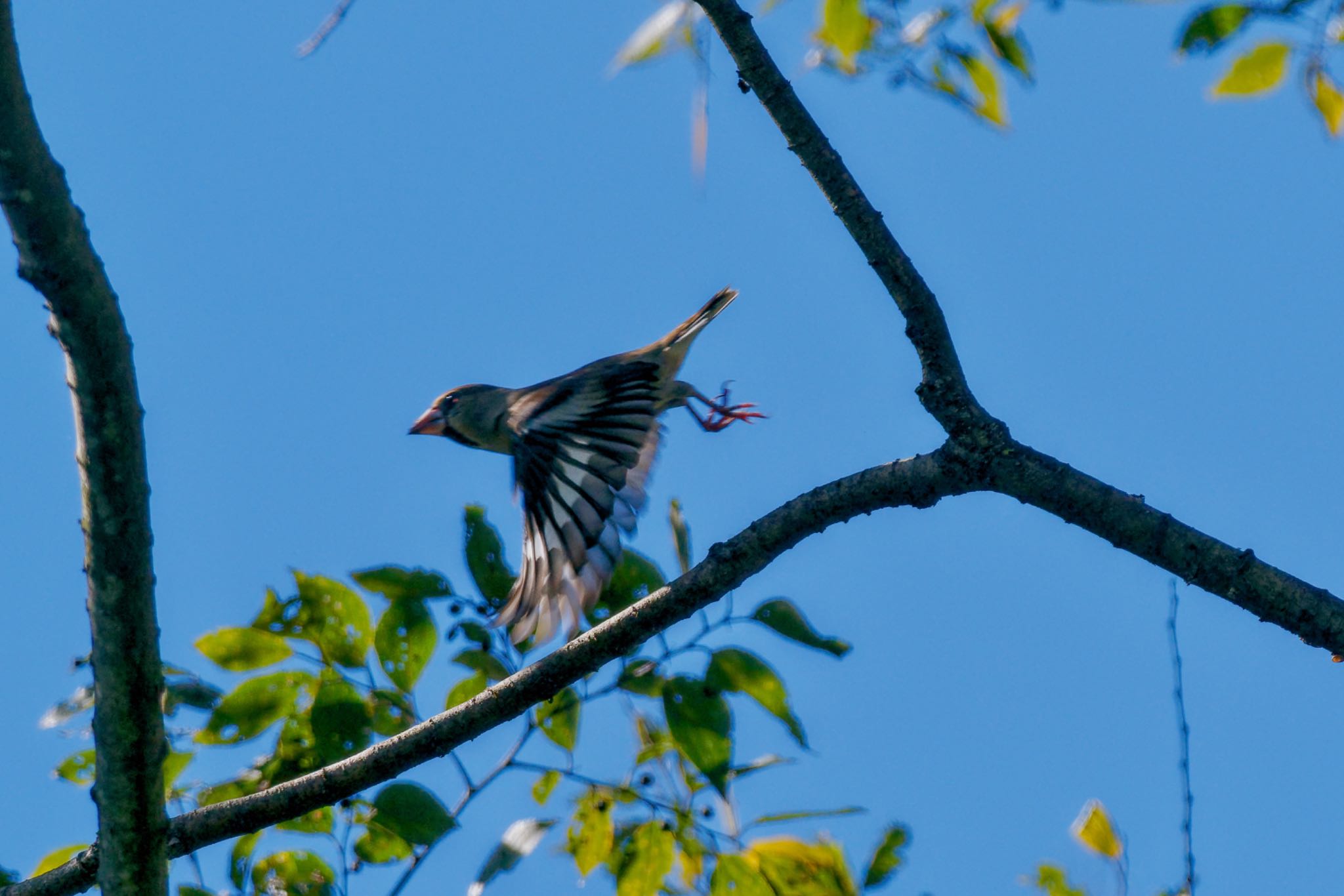 Hawfinch