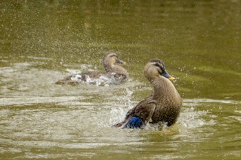 カルガモ 大沼公園(北海道七飯町) 2023年12月6日(水)