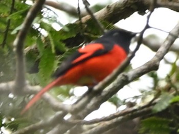 Grey-chinned Minivet Kinabaru park Fri, 11/24/2023