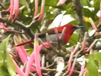 Temminck's Sunbird Kinabaru park Fri, 11/24/2023