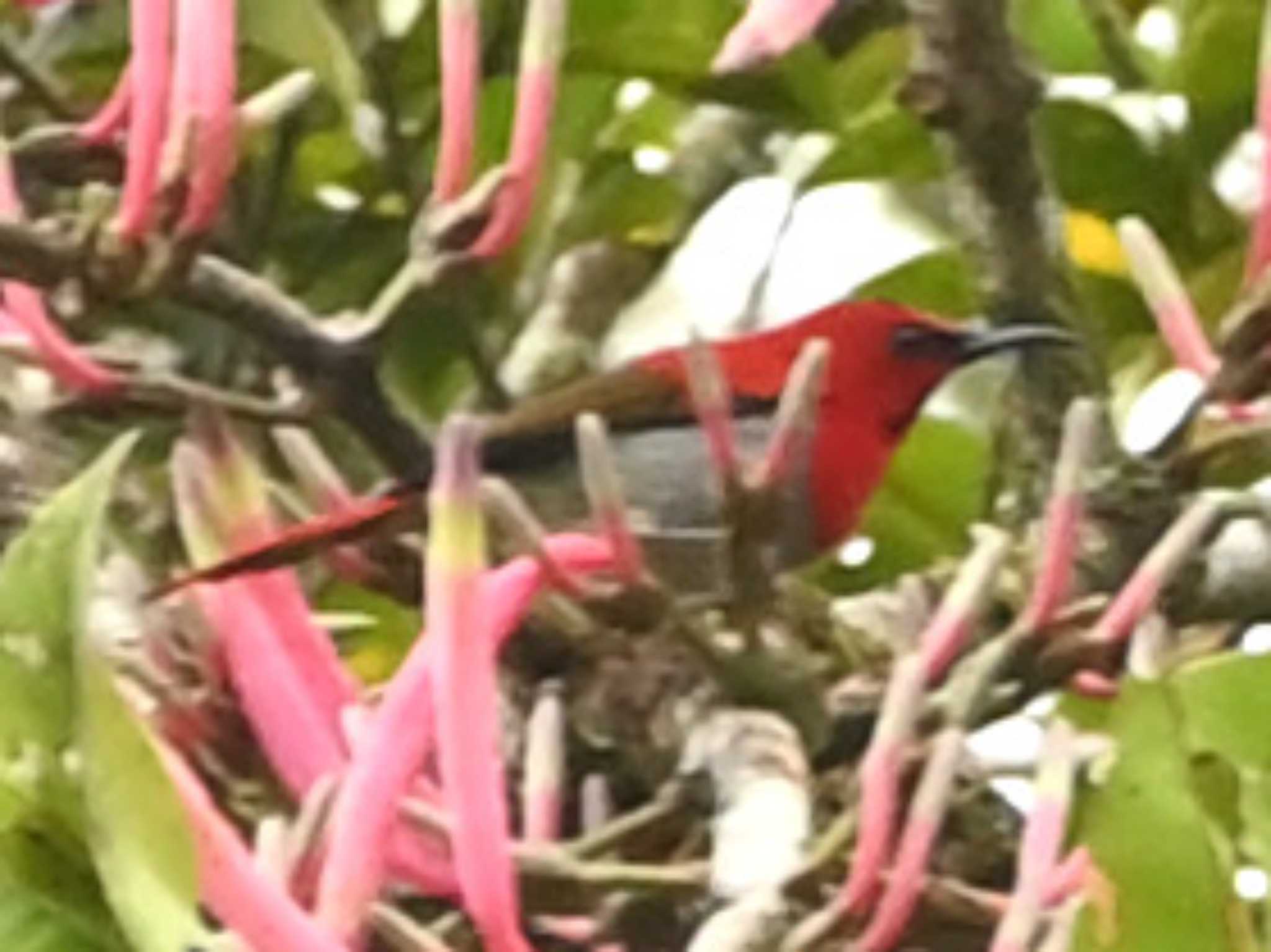 Photo of Temminck's Sunbird at Kinabaru park by dtaniwaki