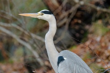 アオサギ 大沼公園(北海道七飯町) 2023年12月5日(火)