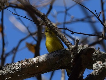 Eurasian Siskin Senjogahara Marshland Sun, 10/22/2023