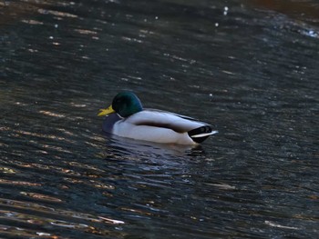 Mallard Senjogahara Marshland Sun, 10/22/2023