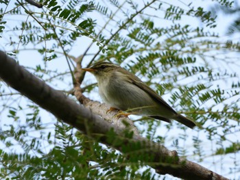 Japanese Leaf Warbler Senjogahara Marshland Sun, 10/29/2023