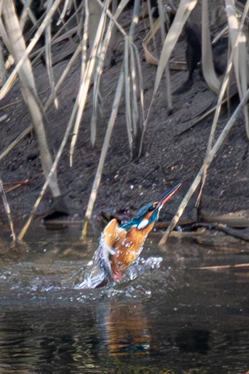 Common Kingfisher 島田川河口(山口県) Thu, 12/7/2023