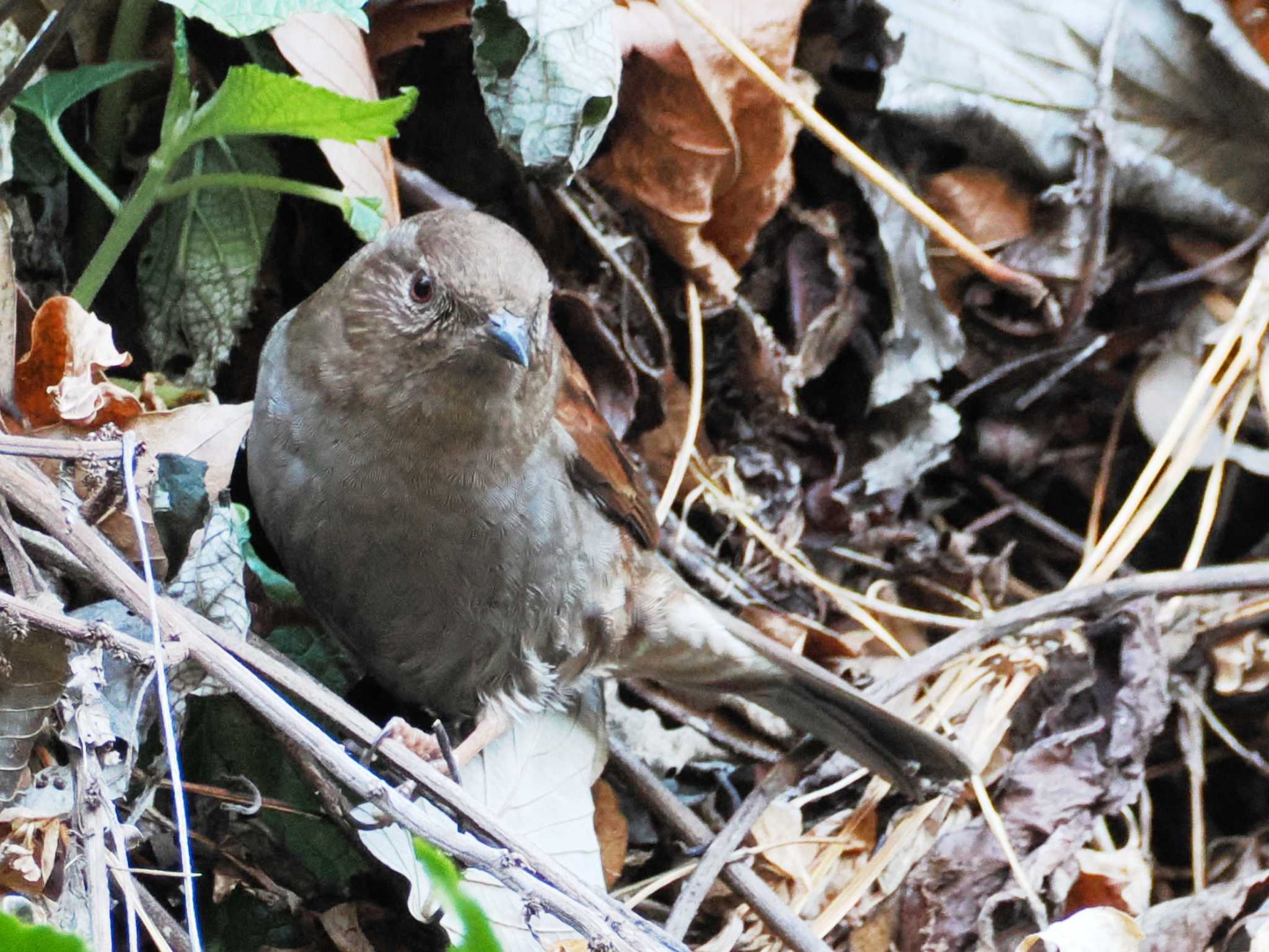 Photo of Japanese Accentor at Hayatogawa Forest Road by ぴろり