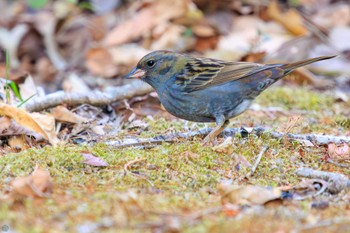 Grey Bunting Hayatogawa Forest Road Wed, 1/3/2024