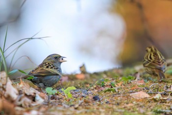 Grey Bunting Hayatogawa Forest Road Sun, 12/3/2023