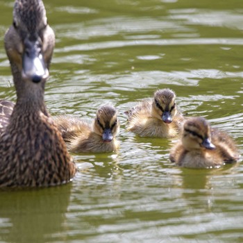 2016年5月2日(月) 庄内緑地公園の野鳥観察記録