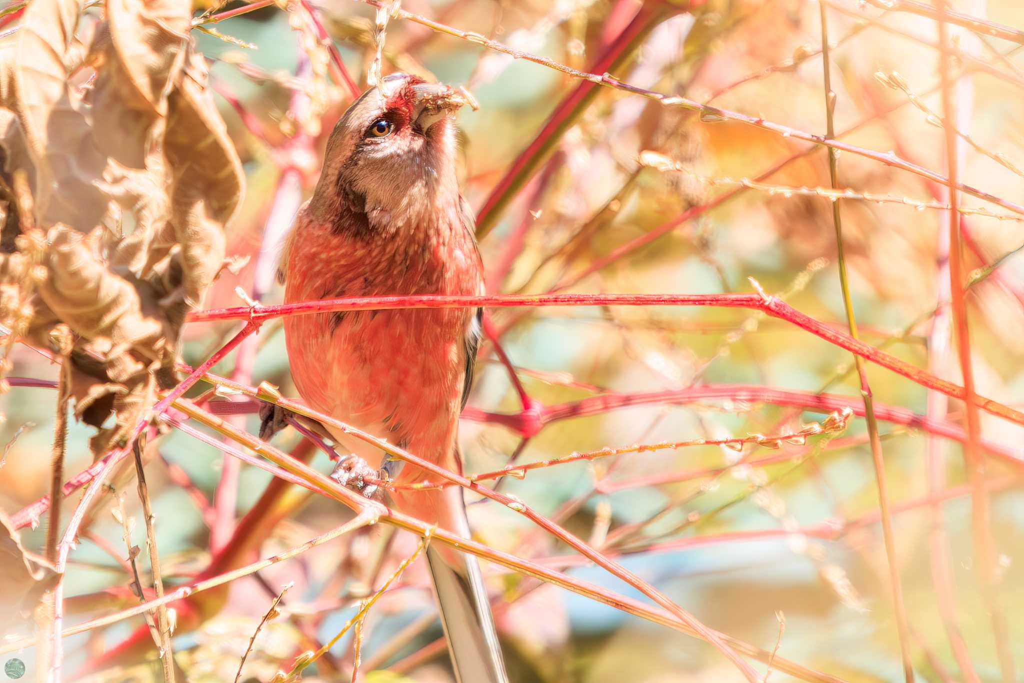 早戸川林道 ベニマシコの写真 by d3_plus