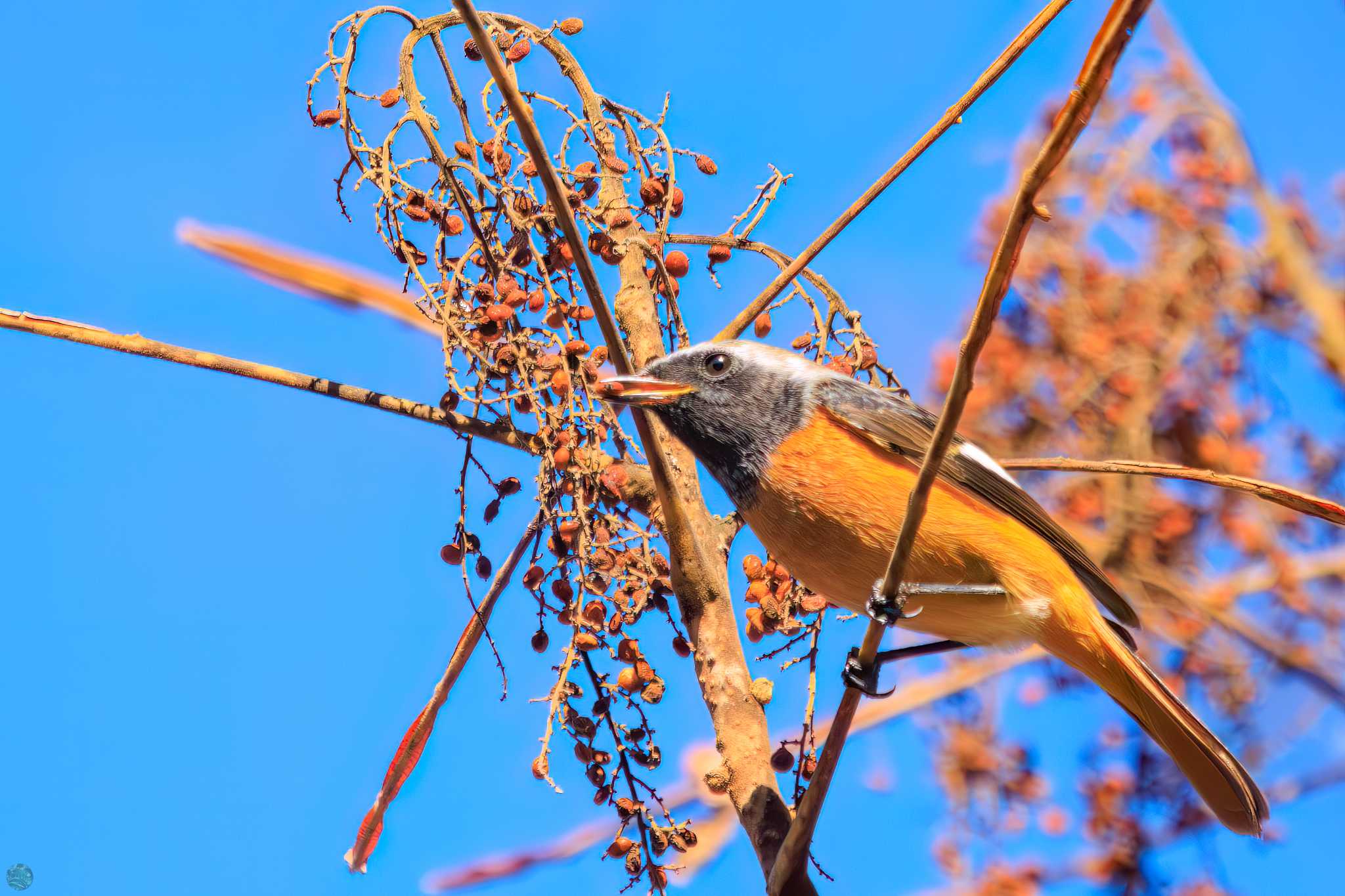 早戸川林道 ジョウビタキの写真 by d3_plus