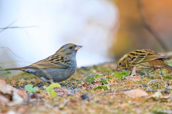 Grey Bunting Hayatogawa Forest Road Sun, 12/3/2023