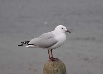 Black-billed Gull ニュージーランド Sat, 4/28/2012