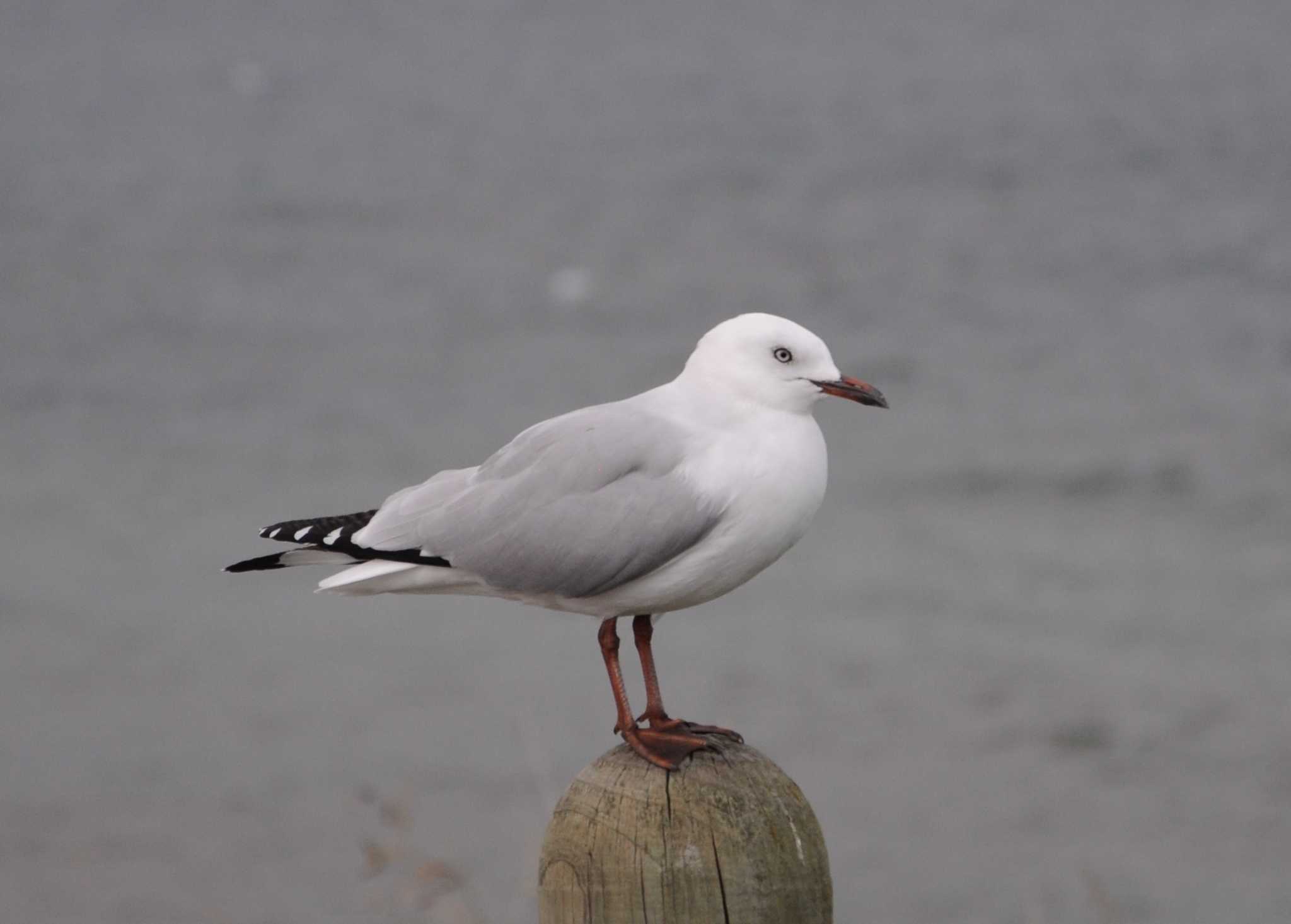 Photo of Black-billed Gull at ニュージーランド by dtaniwaki