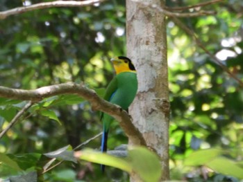 Long-tailed Broadbill Khao Yai National Park Mon, 5/1/2017