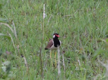 Red-wattled Lapwing Khao Yai National Park Mon, 5/1/2017