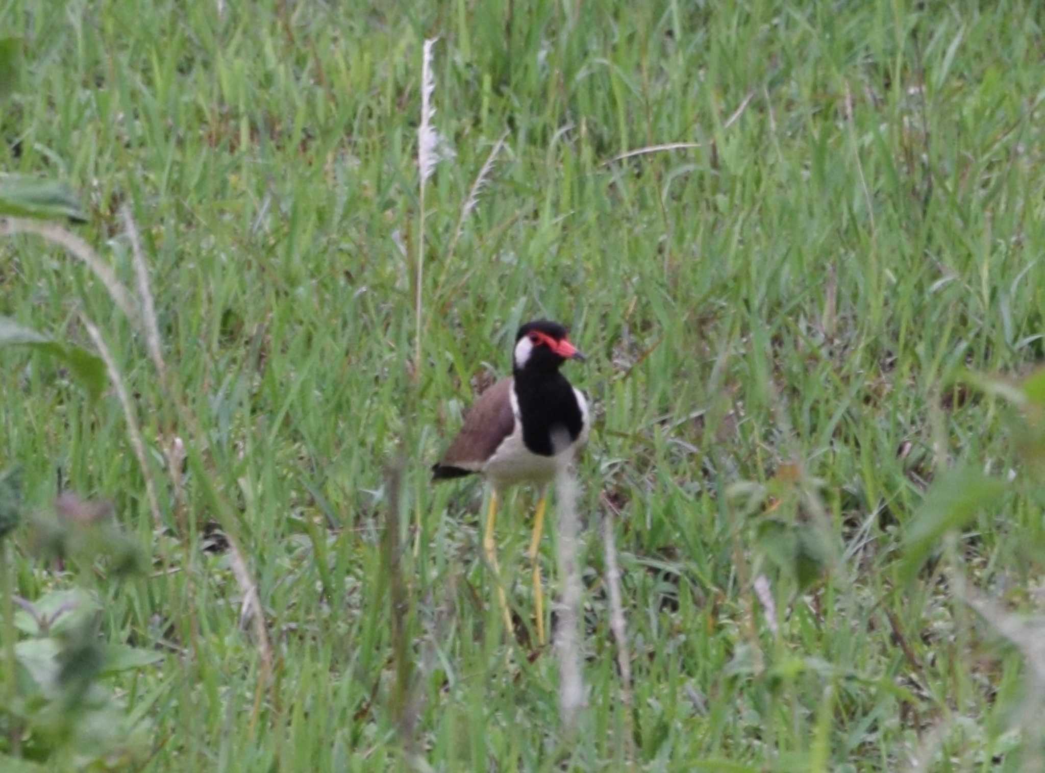 Photo of Red-wattled Lapwing at Khao Yai National Park by dtaniwaki