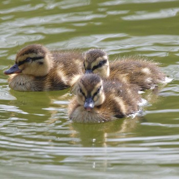 カルガモ 庄内緑地公園 2016年5月2日(月)