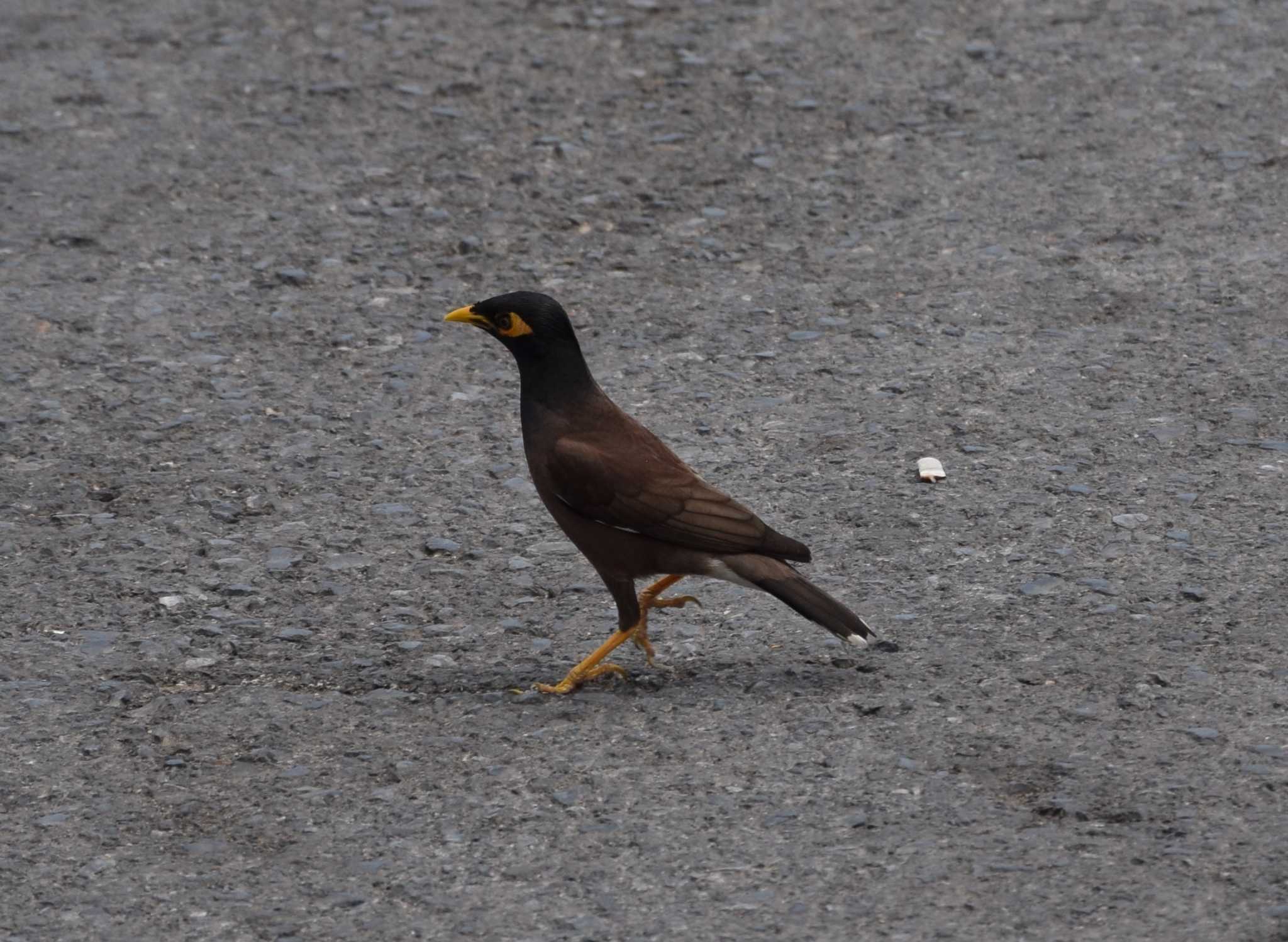 Photo of Common Myna at ロッブリー, タイ by dtaniwaki