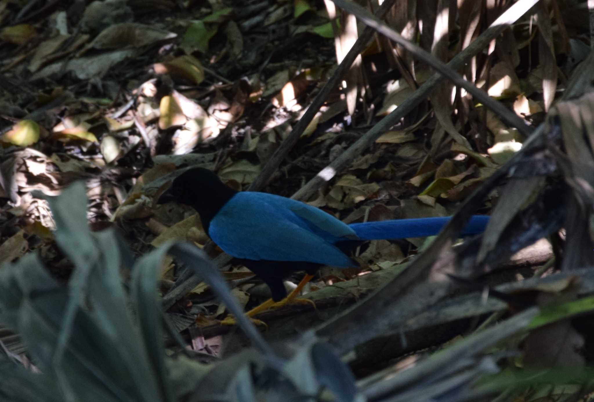 Photo of Yucatan Jay at トゥルム, メキシコ by dtaniwaki