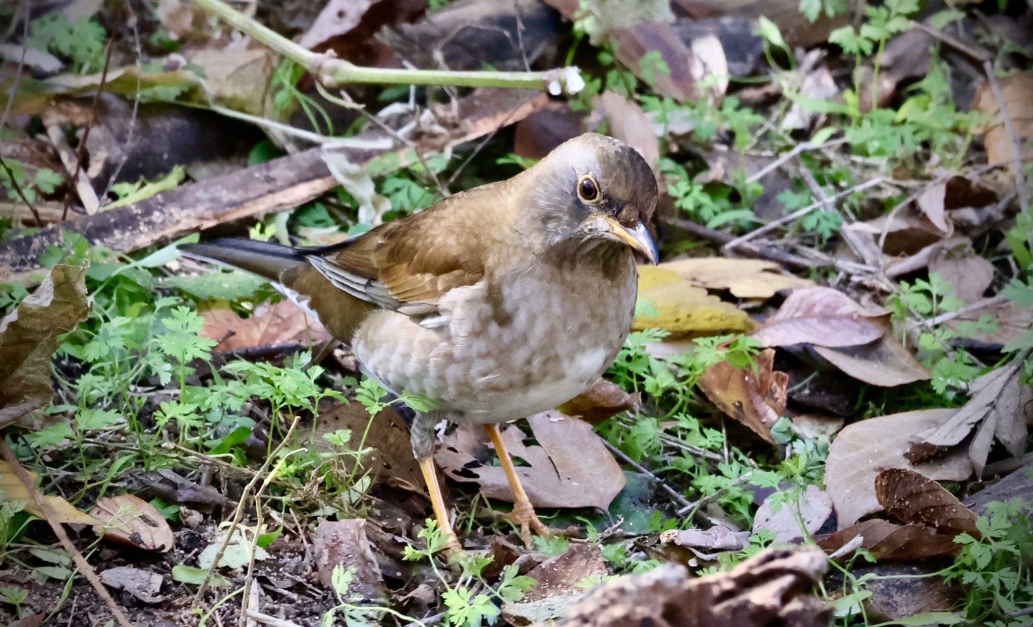 Pale Thrush