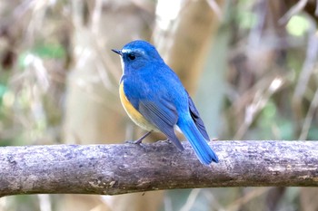 2023年12月3日(日) 秋ヶ瀬公園の野鳥観察記録