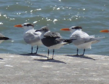 Royal Tern ベリーズ Sat, 2/22/2014