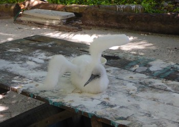 Northern Gannet