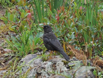 Sooty Thrush チリポ山, コスタリカ Mon, 9/9/2013