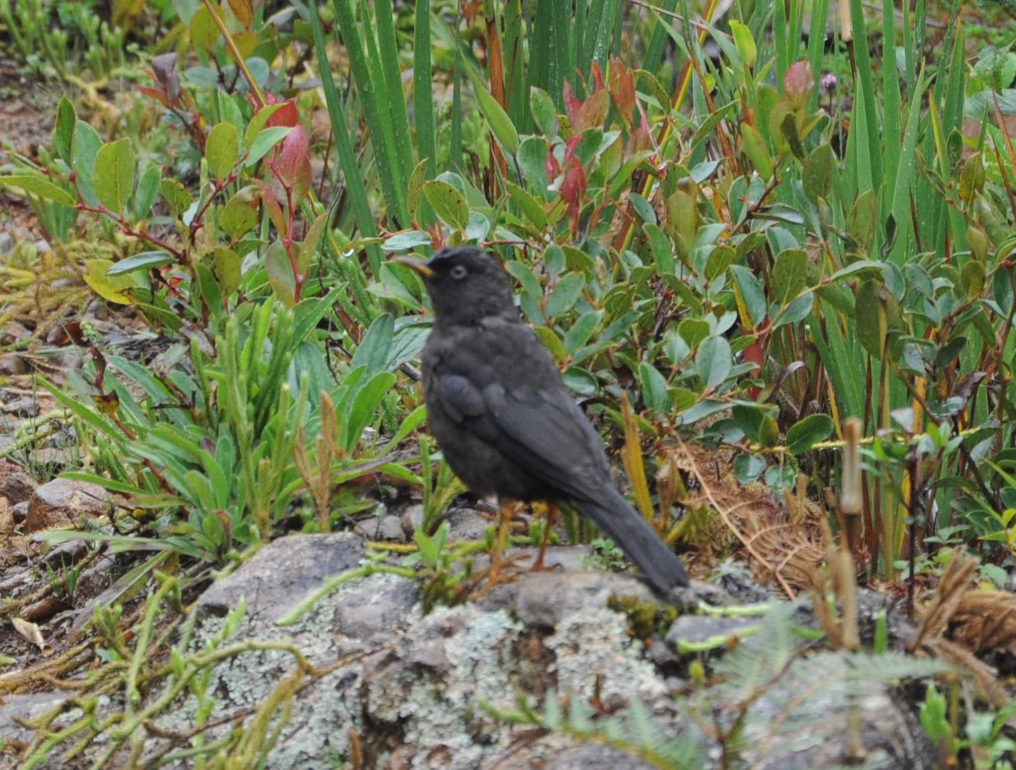 Photo of Sooty Thrush at チリポ山, コスタリカ by dtaniwaki