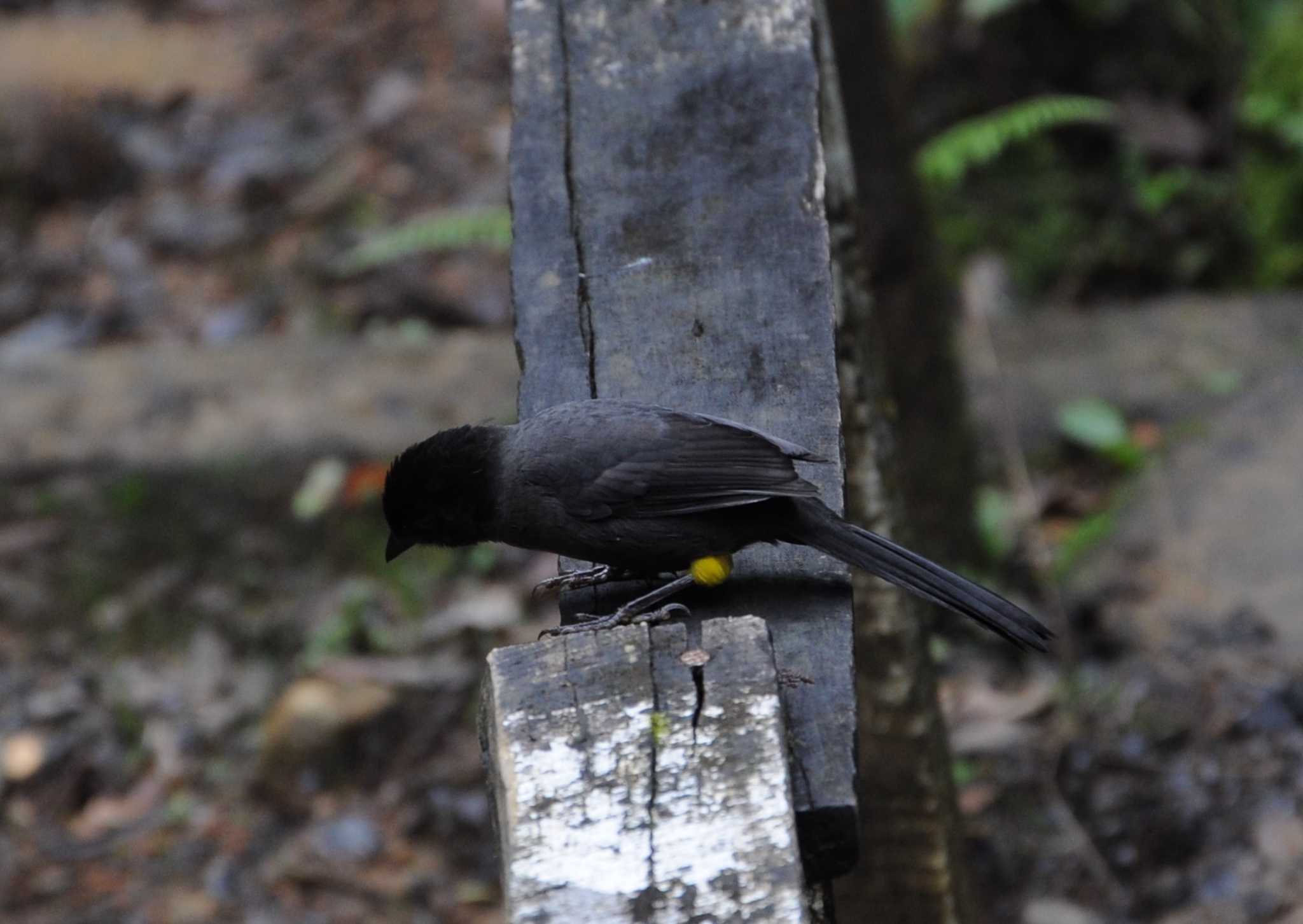 Photo of Yellow-thighed Brushfinch at チリポ山, コスタリカ by dtaniwaki