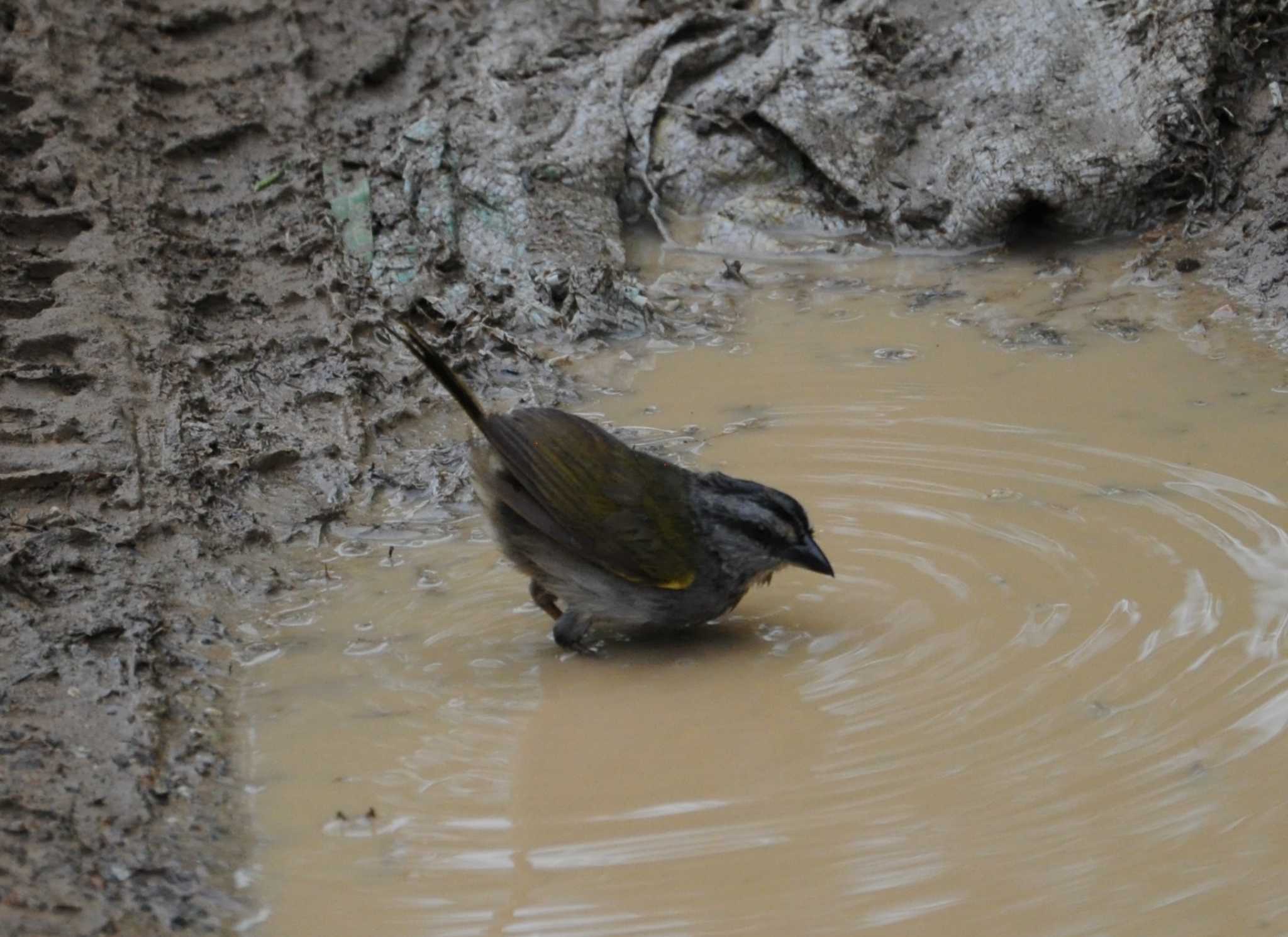 Photo of Olive Sparrow at ドレイク, コスタリカ by dtaniwaki