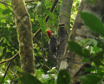 Pale-billed Woodpecker コルコバード国立公園, コスタリカ Thu, 9/12/2013