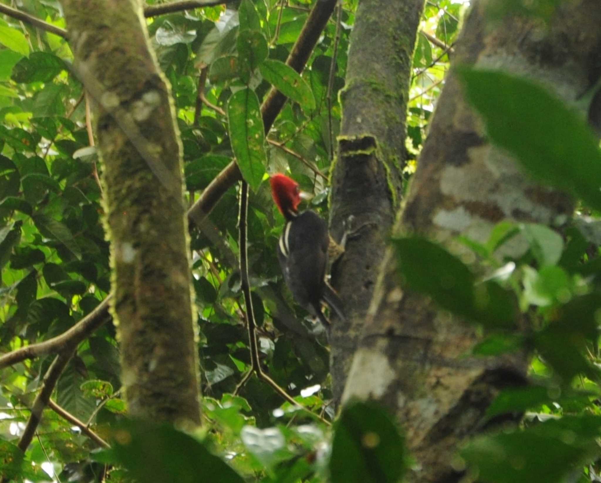 Photo of Pale-billed Woodpecker at コルコバード国立公園, コスタリカ by dtaniwaki