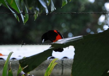 Scarlet-rumped Tanager ドレイク, コスタリカ Sat, 9/14/2013