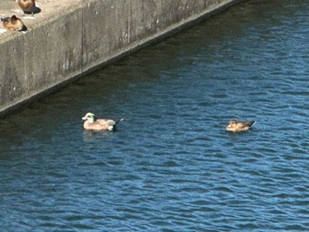 American Wigeon 相模大堰 Thu, 12/7/2023