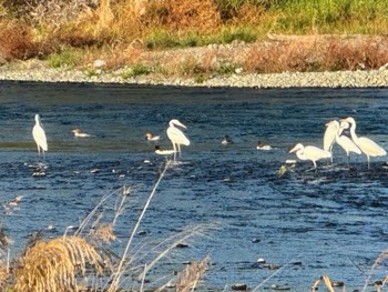 Common Merganser 相模大堰 Thu, 12/7/2023