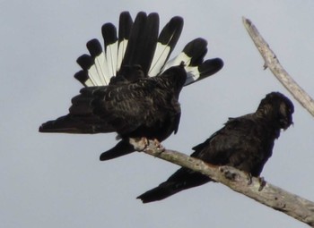 Baudin's Black Cockatoo パース Unknown Date