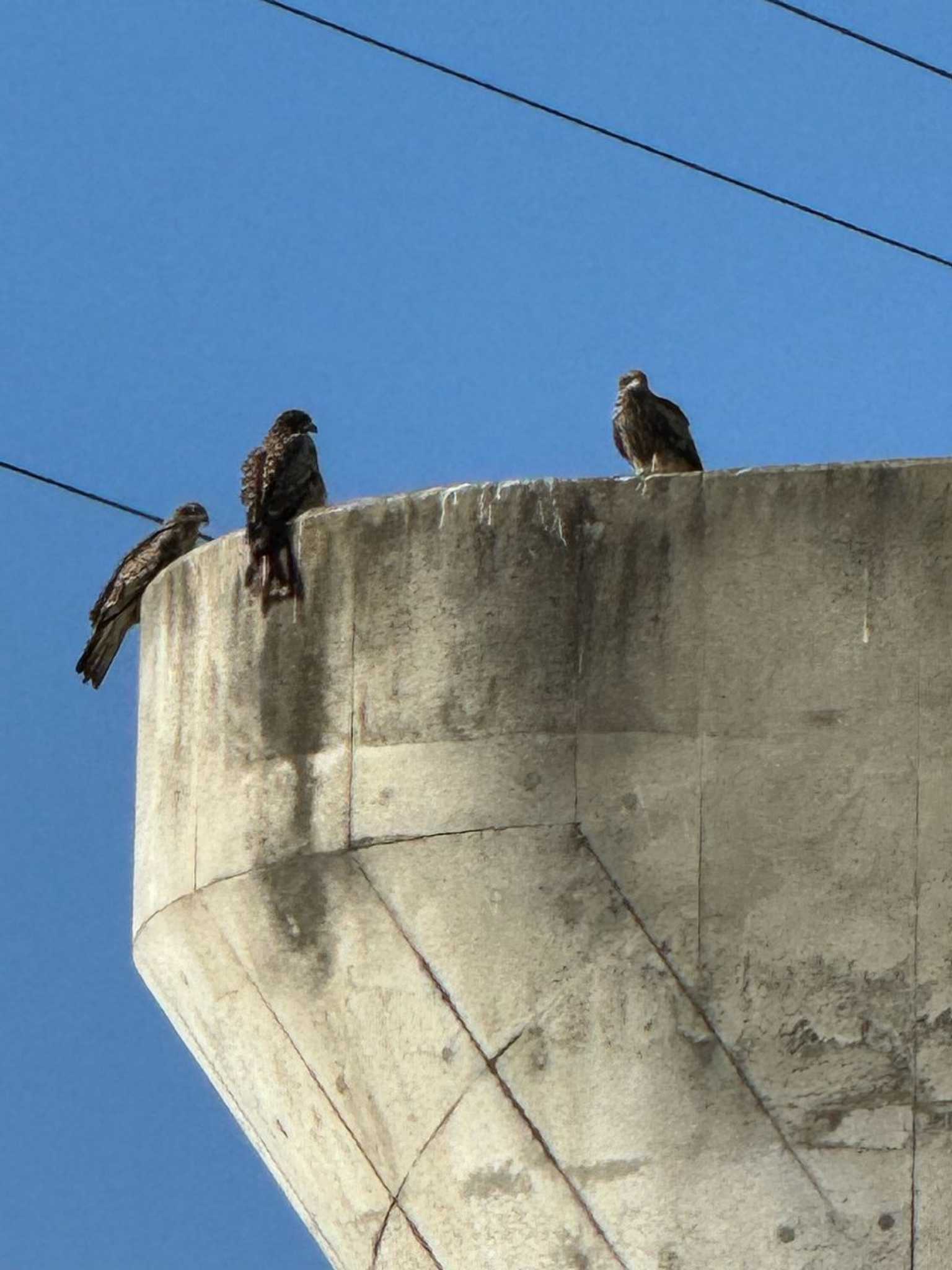 Photo of Black Kite at 相模大堰 by Dp KAKi