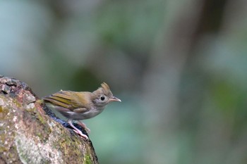 White-bellied Erpornis Sepilok--Rainforest Discovery Center Fri, 10/20/2023