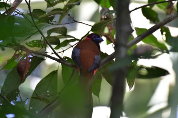 Diard's Trogon Sepilok--Rainforest Discovery Center Fri, 10/20/2023