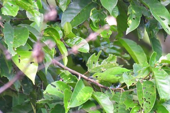Greater Green Leafbird Sepilok--Rainforest Discovery Center Fri, 10/20/2023