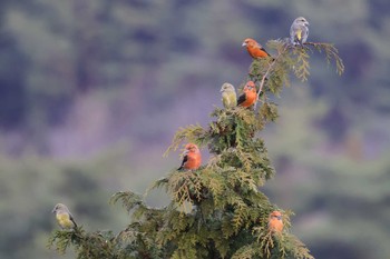 Red Crossbill 岡谷林道 Sat, 12/2/2023