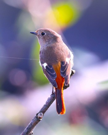 ジョウビタキ 湖北野鳥センター 2023年12月2日(土)