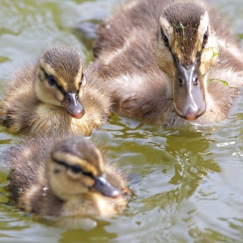 カルガモ 庄内緑地公園 2016年5月2日(月)